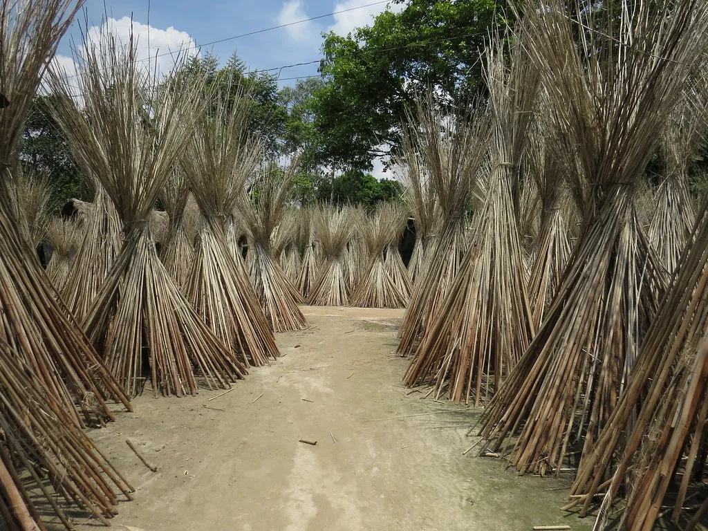 Bundles of stripped jute sticks standing upright to dry along a village path